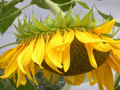 Sunflower Seeds 